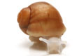 Archachatina puylaerti albino body juvenil